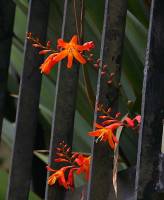 colegio concepcion  - flowers and fence flores y reja